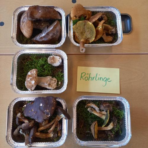 Pilz-Workshop
