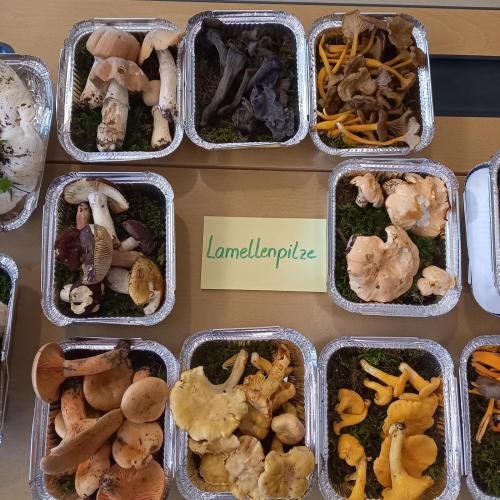 Pilz-Workshop