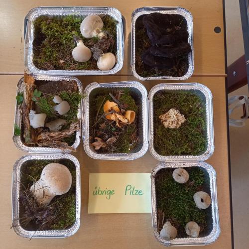 Pilz-Workshop