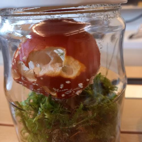 Pilz-Workshop