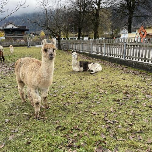 Zu Besuch bei den Lamas und Alpakas am Freifußhof 
