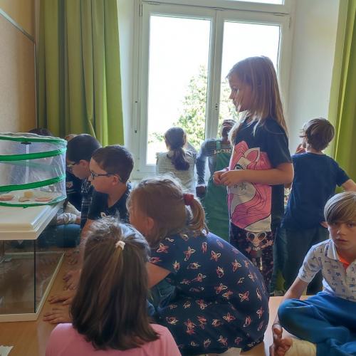 Schmetterlinge beobachten!!!