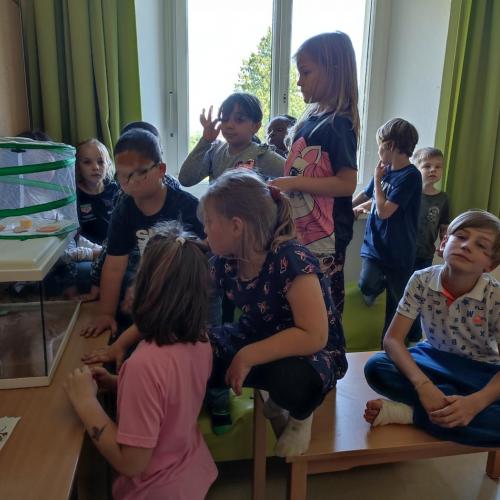 Schmetterlinge beobachten!!!