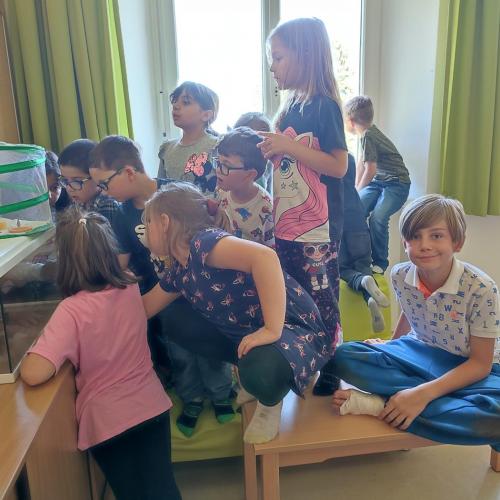 Schmetterlinge beobachten!!!