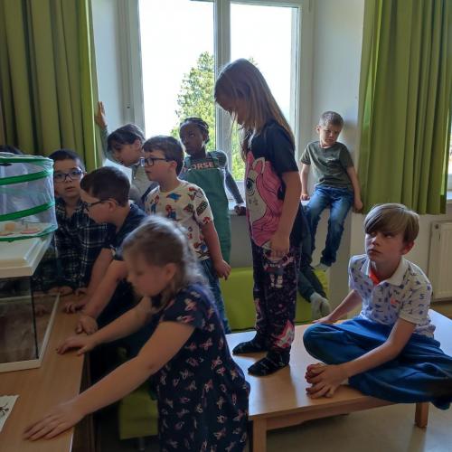 Schmetterlinge beobachten!!!