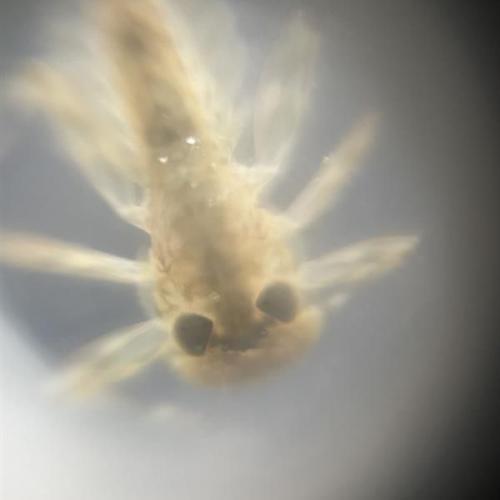 Es wurden Wasserlarven (hier Eintagsfliegenlarve) mikroskopiert