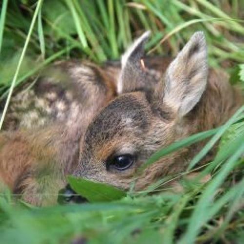 Die Drohnen helfen Bambi zu schützen