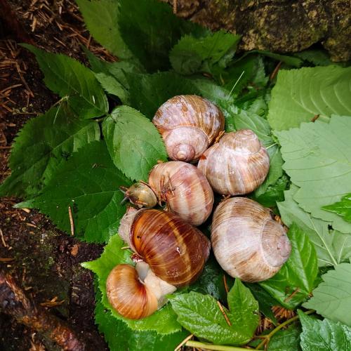 Den Weinbergschnecken wurde ein feines Bett gebaut