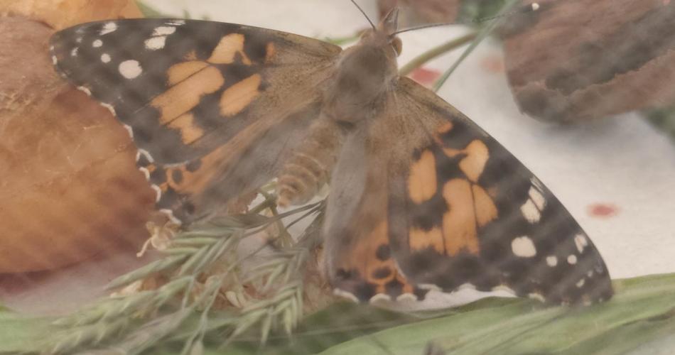 Schmetterlingsaufzucht